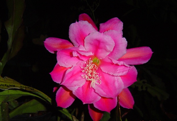 (image for) Epiphyllum \'Marie Antoinette\' 5 Seeds